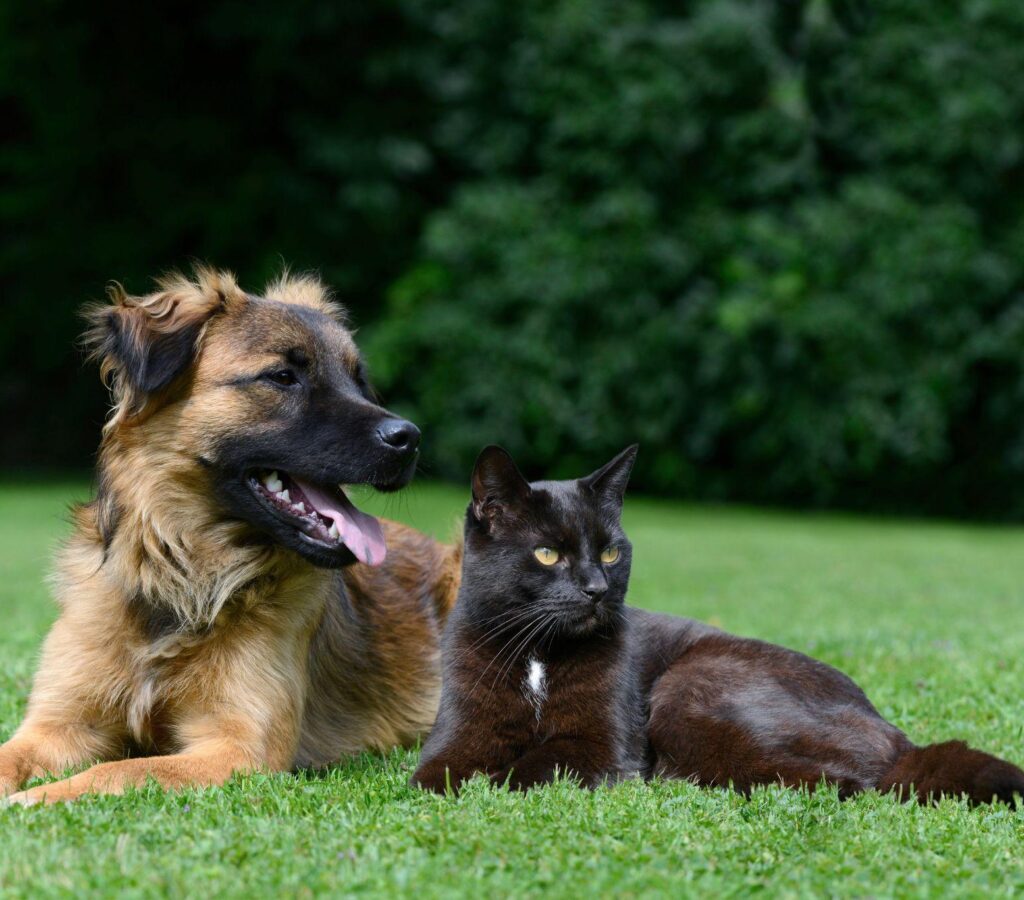 Quais os benefícios da Ômega 3 na dieta dos pets?