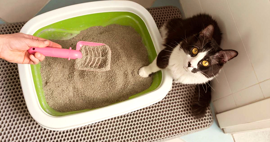 Como ensinar o seu gato a utilizar a caixa de areia