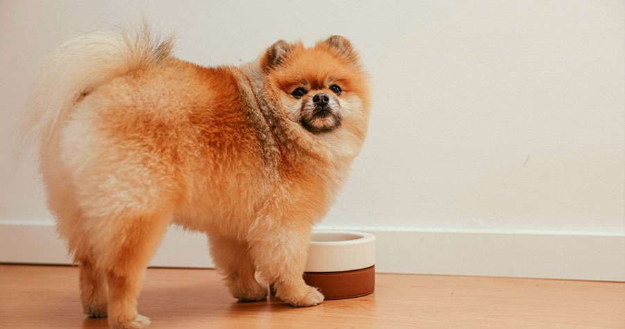 Como guardar corretamente o alimento do pet